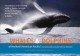 Whales & dolphins of the North American Pacific : including seals & other marine mammals  Cover Image
